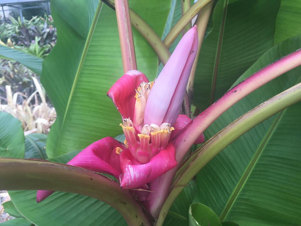 После ливней в Ботаническом саду расцвел розовый банан