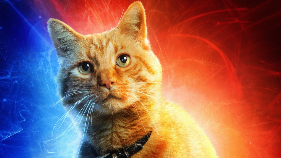 В твиттере публикуют постеры с котами в стиле «Капитана Марвел»
