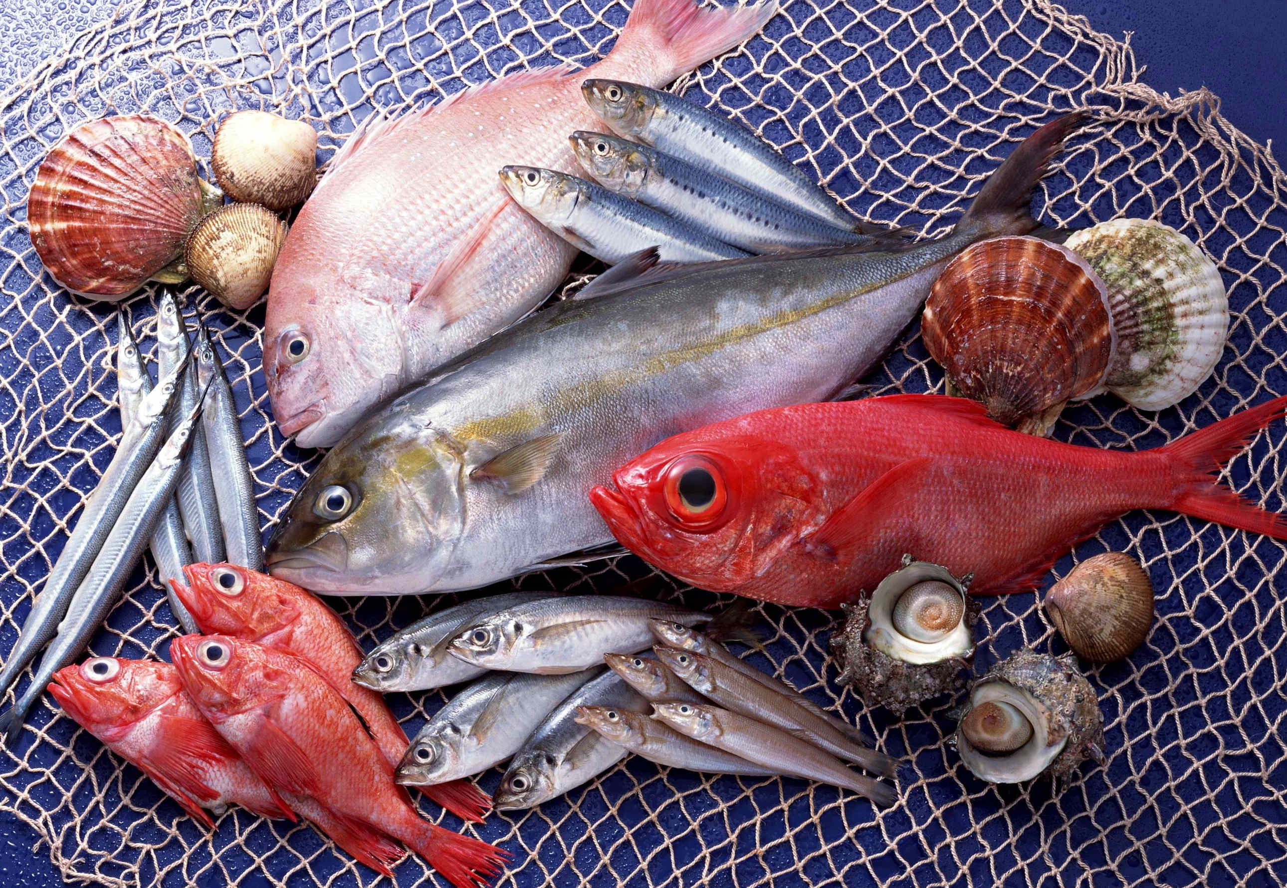 ФГУП «Национальные рыбные ресурсы» создаст в РФ сеть рыбных магазинов «по доступным ценам»
