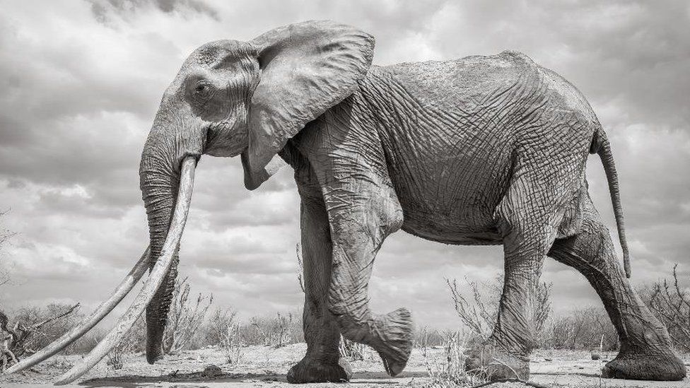 Последние фотографии «Королевы кенийских слонов»