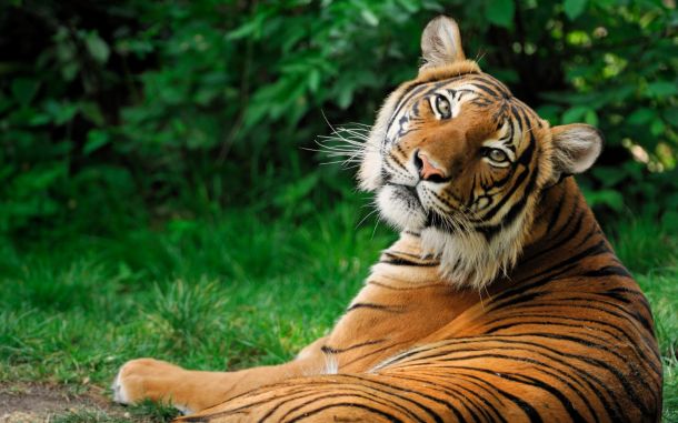В Московском зоопарке поселились два амурских тигра