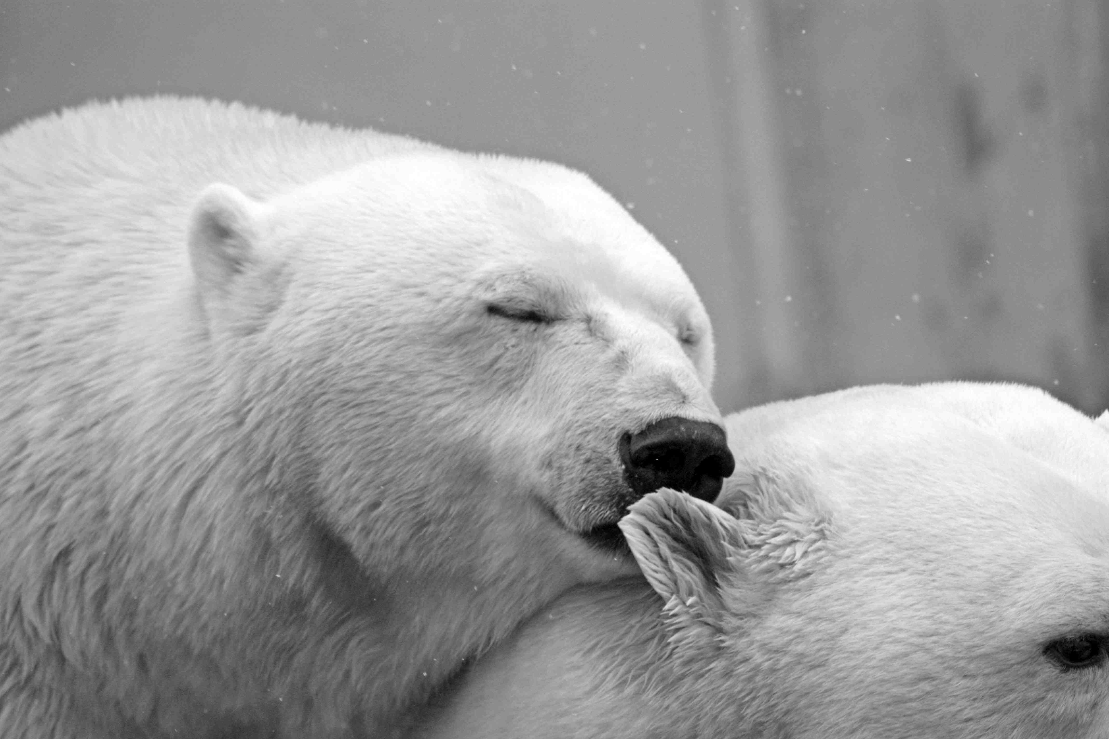 Доброе утро медведь картинки. Белый медведь. Доброе утро белый медведь. Полярный медведь. Красивый медведь.