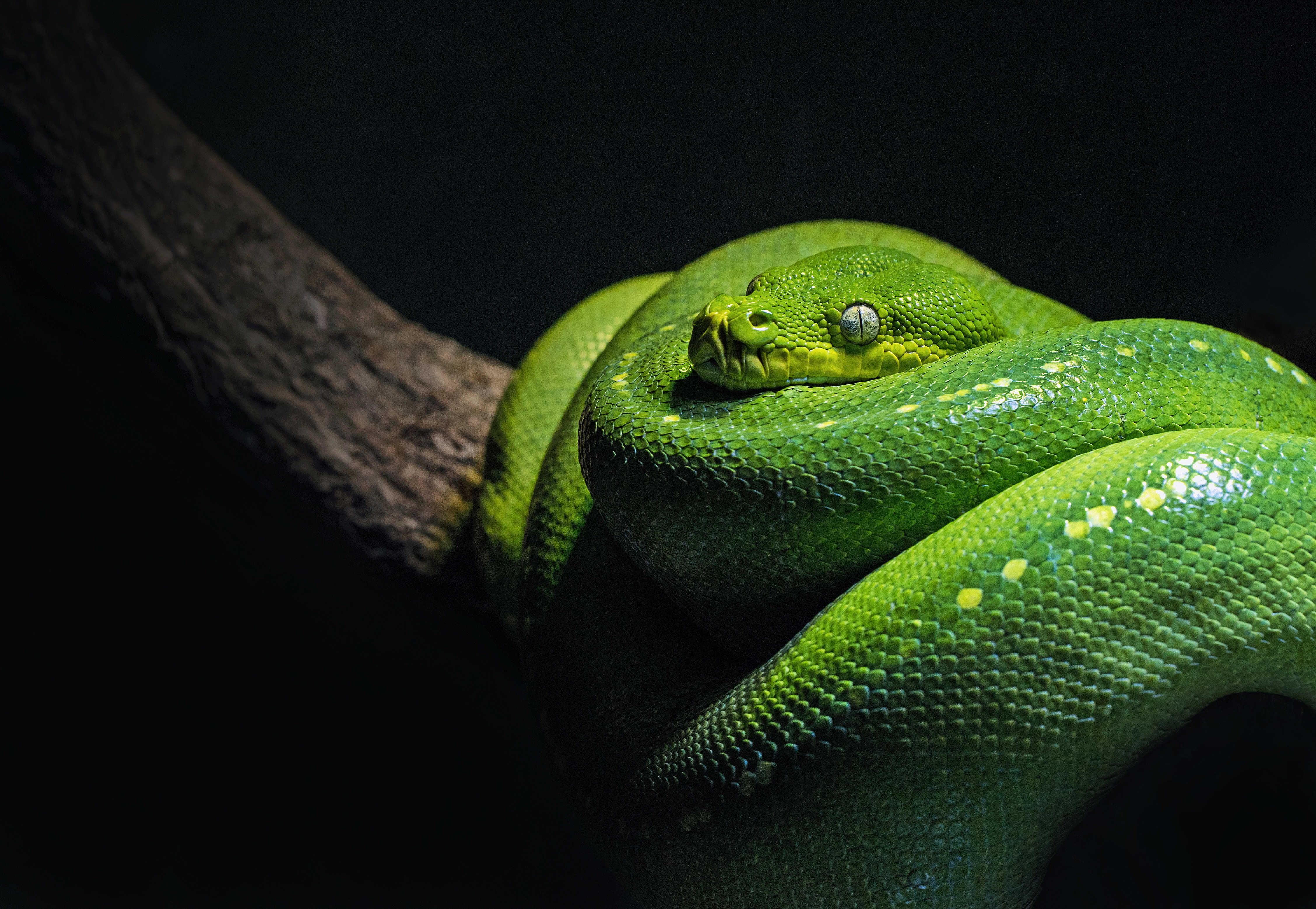 Змея на заставку телефона. Питон. Пайтон змея. Зеленая змея. Зеленая мохнатая змея.