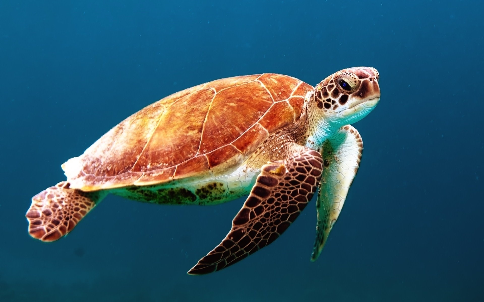 Крупное водное пресмыкающееся. Морская черепаха бисса. Черепаха бисса панцирь. Черепаха бисса (Каретта). Черепаха Каретта (логгерхед).