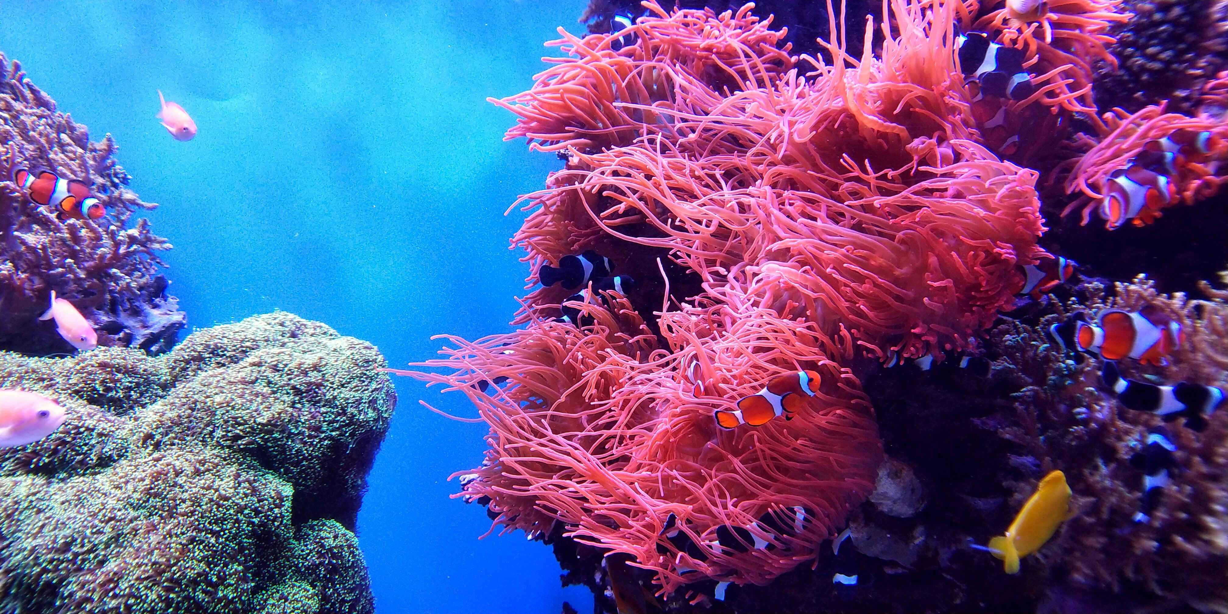 Как образуются коралловые рифы