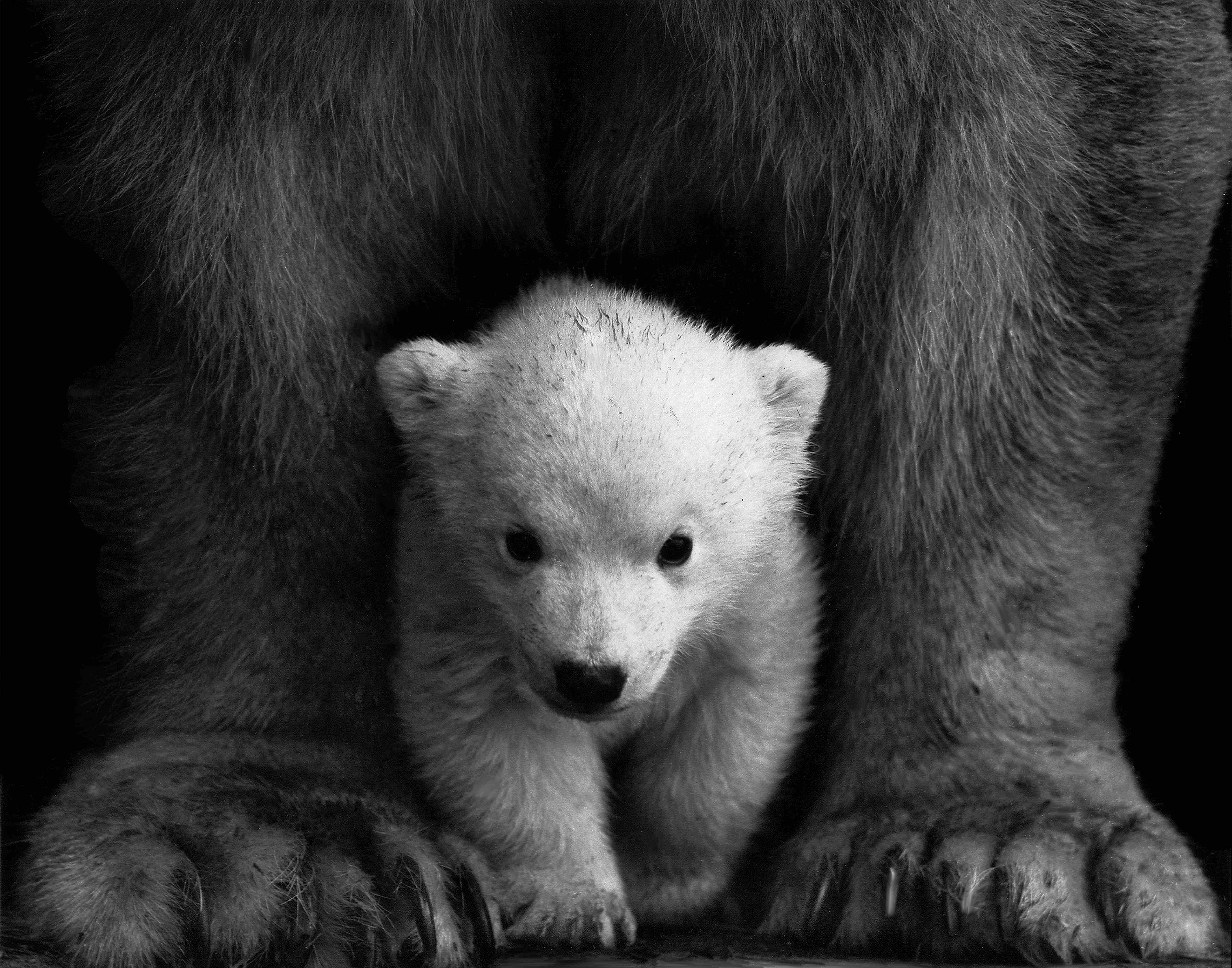 Медведь на черном фоне. Медвежонок. Красивый Медвежонок. Медведь черно белый. Медведь с медвежонком.