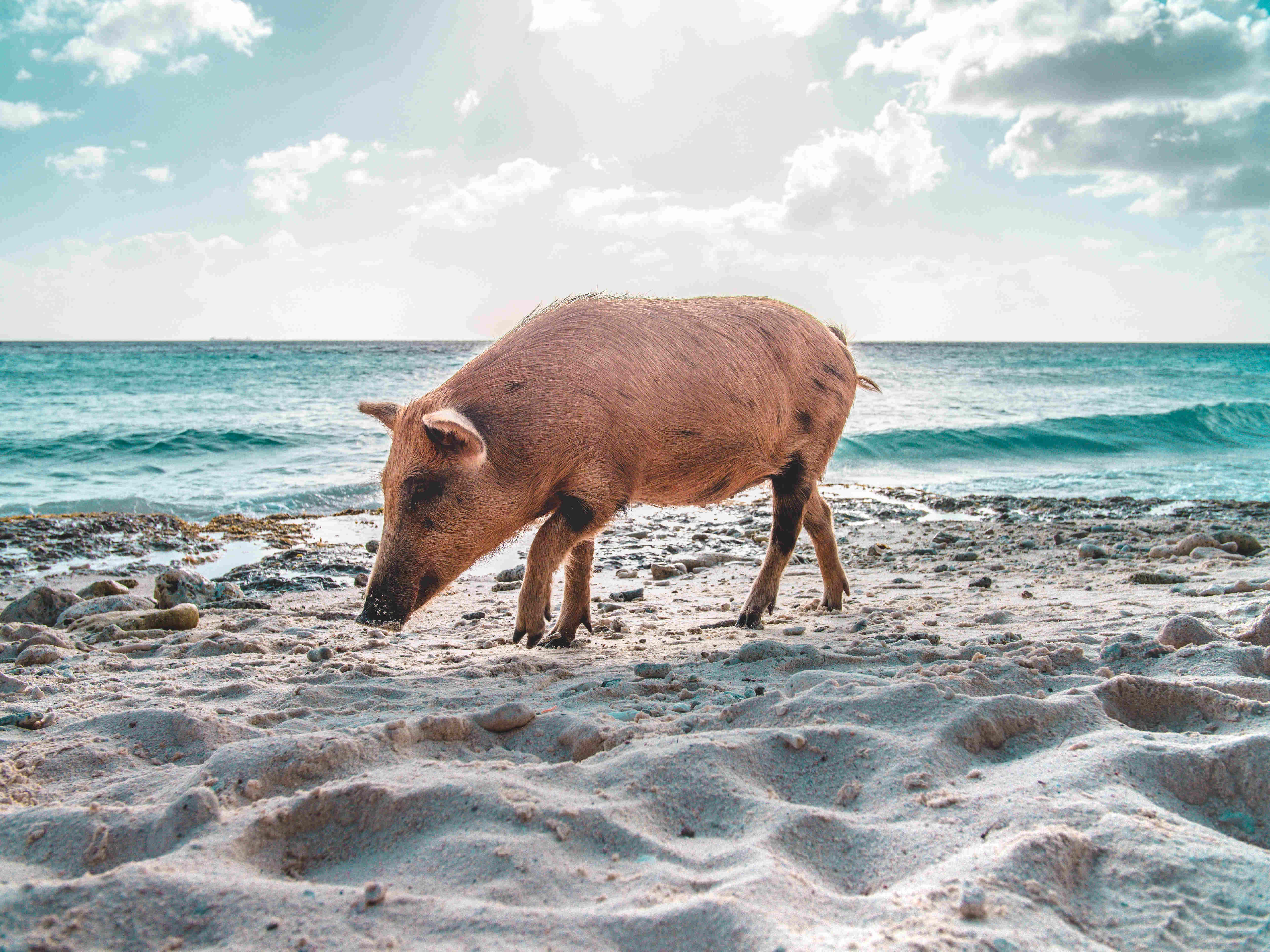 Свинья на пляже