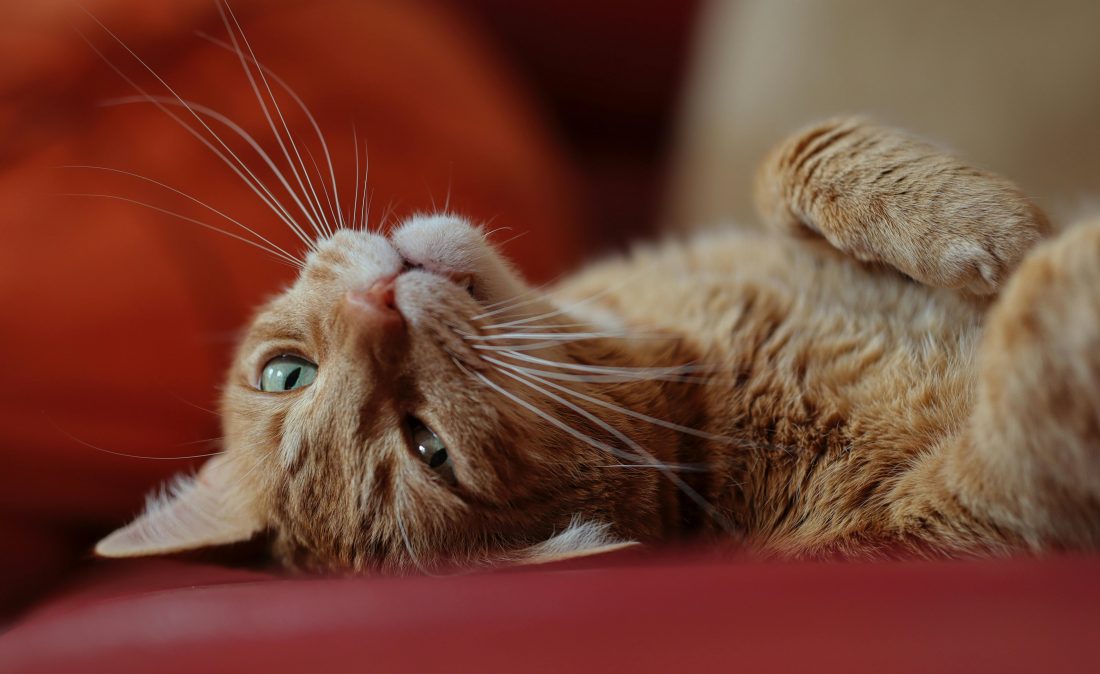 pexels-nicolecedik-7176805