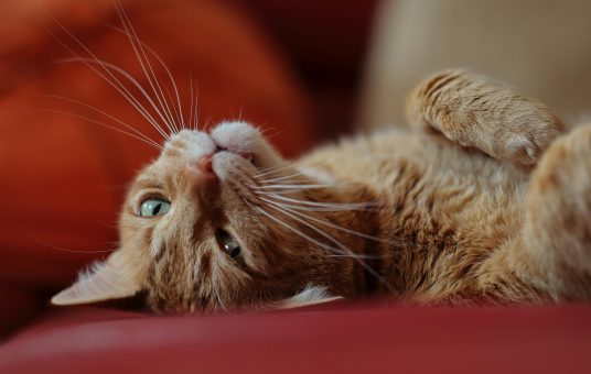 pexels-nicolecedik-7176805