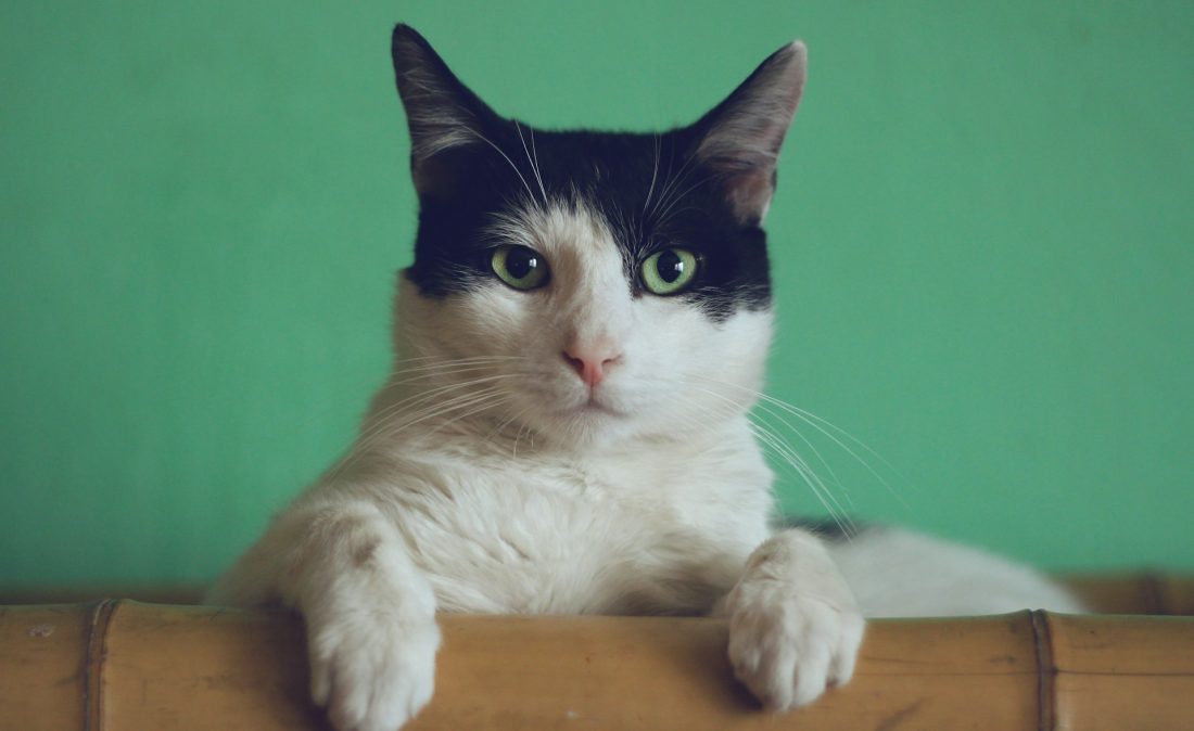 manja-vitolic-gKXKBY-C-Dk-unsplash