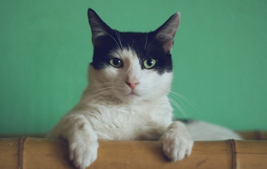 manja-vitolic-gKXKBY-C-Dk-unsplash