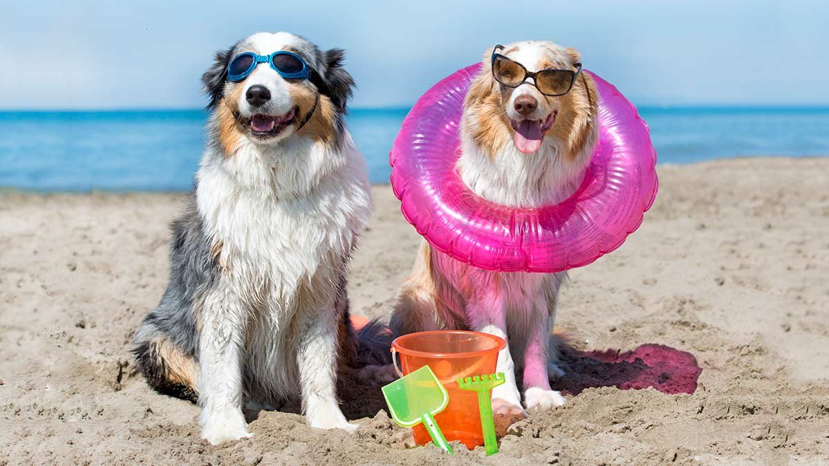 CR-Money-Inlinehero-cost-of-bringing-pets-on-vacation-0219
