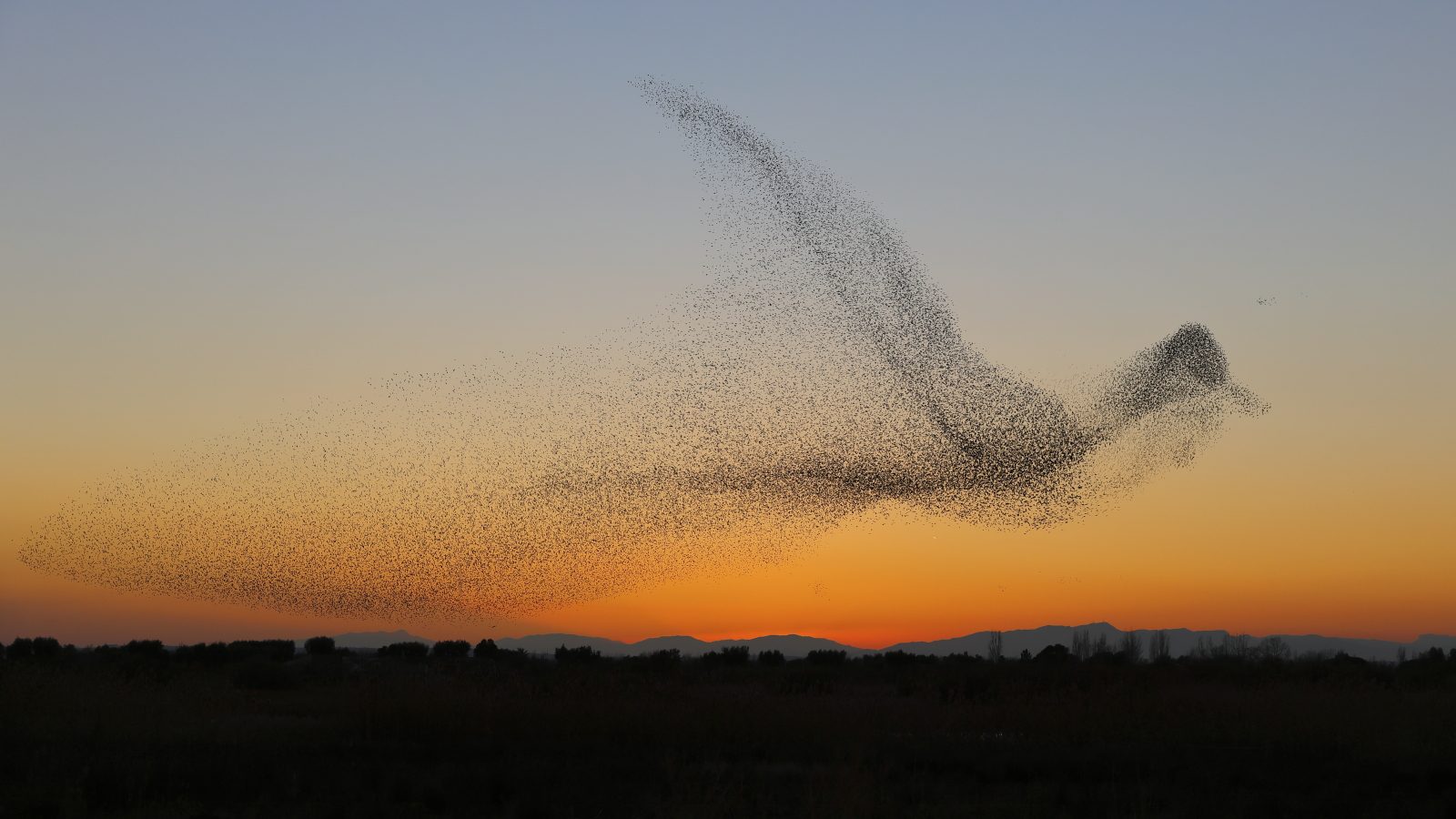 starling murmuration shaping a giant bird